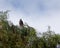 New Zealand falcon or kÄrearea in MÄori, most threatened bird of prey